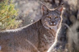 You might see a bobcat on Red River Hiking Trails.